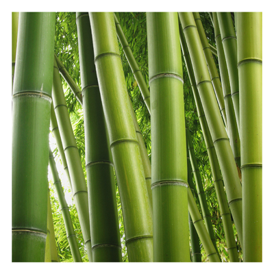 Aluminium Print - Wandbild Bamboo Trees No.1 - Quadrat 1:1