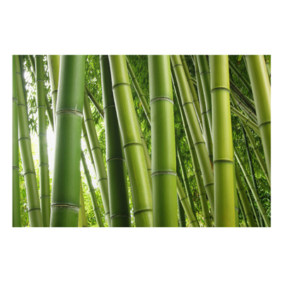 Aluminium Print - Wandbild Bamboo Trees No.1 - Quer 2:3