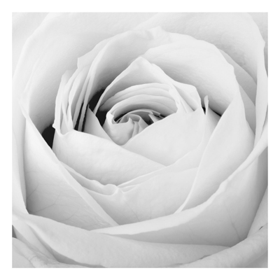 Aluminium Print - Wandbild Close Up Rose - Quadrat 1:1
