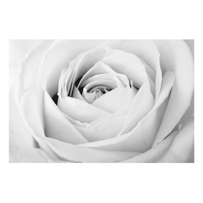 Aluminium Print - Wandbild Close Up Rose - Quer 2:3