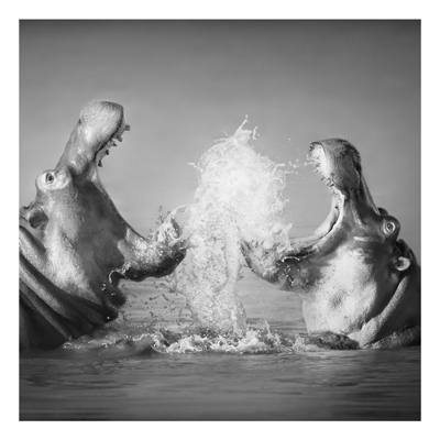 Aluminium Print - Wandbild Hippo Fight - Quadrat 1:1