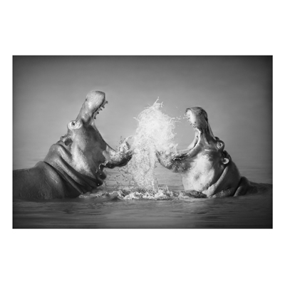 Aluminium Print - Wandbild Hippo Fight - Quer 2:3