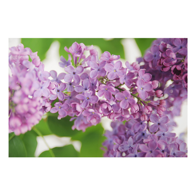 Aluminium Print - Wandbild Lovely Lilac - Quer 2:3