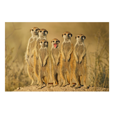 Aluminium Print - Wandbild Meerkat Family - Quer 2:3