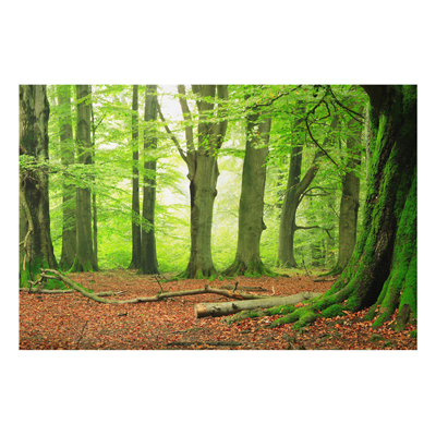 Aluminium Print - Wandbild Mighty Beech Trees - Quer 2:3