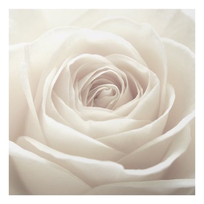 Aluminium Print - Wandbild Pretty White Rose - Quadrat 1:1