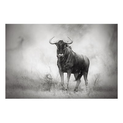 Aluminium Print - Wandbild Staring Wildebeest - Quer 2:3
