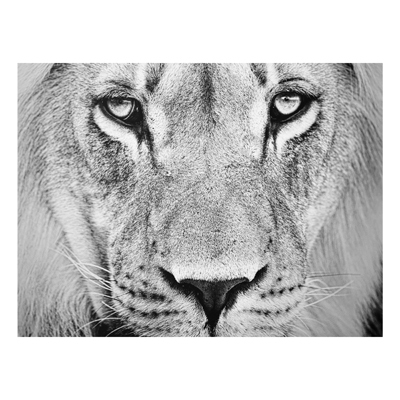 Forex Fine Art Print - Wandbild Alter Löwe - Quer 3:4