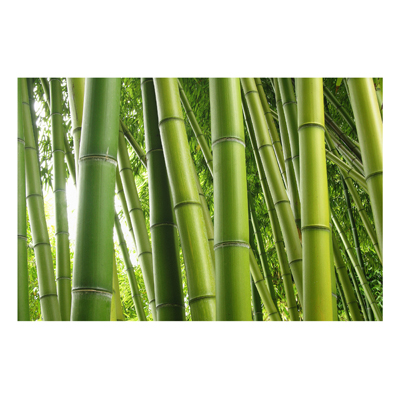 Forex Fine Art Print - Wandbild Bamboo Trees No.1 - Quer 2:3