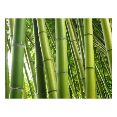 Forex Fine Art Print - Wandbild Bamboo Trees No.1 - Quer 3:4