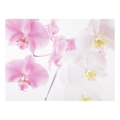Forex Fine Art Print - Wandbild Delicate Orchids - Quer 3:4