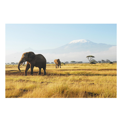 Forex Fine Art Print - Wandbild Elefanten vor dem Kilimanjaro in Kenya - Quer 2:3