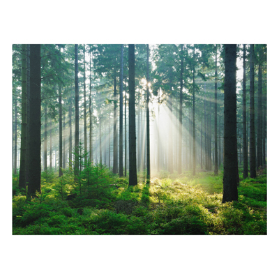 Forex Fine Art Print - Wandbild Enlightened Forest - Quer 3:4