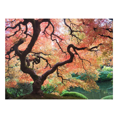 Forex Fine Art Print - Wandbild Japanischer Garten - Quer 3:4