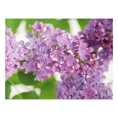 Forex Fine Art Print - Wandbild Lovely Lilac - Quer 3:4