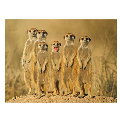 Forex Fine Art Print - Wandbild Meerkat Family - Quer 3:4