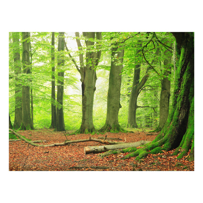 Forex Fine Art Print - Wandbild Mighty Beech Trees - Quer 3:4
