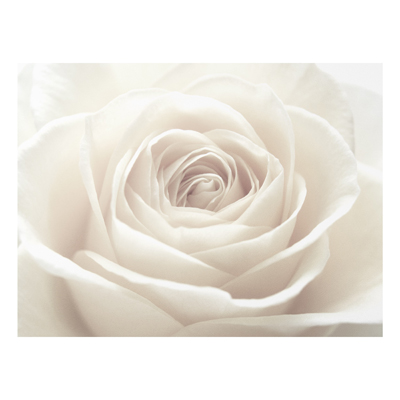 Forex Fine Art Print - Wandbild Pretty White Rose - Quer 3:4