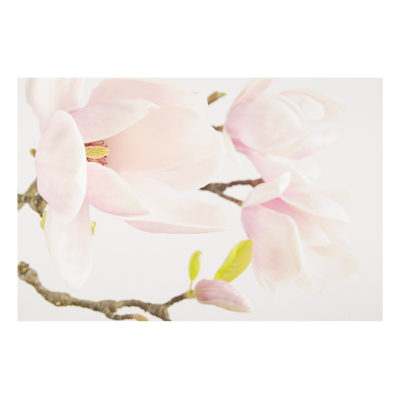 Forex Fine Art Print - Wandbild Royal Magnolia - Quer 2:3