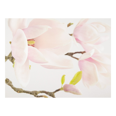 Forex Fine Art Print - Wandbild Royal Magnolia - Quer 3:4