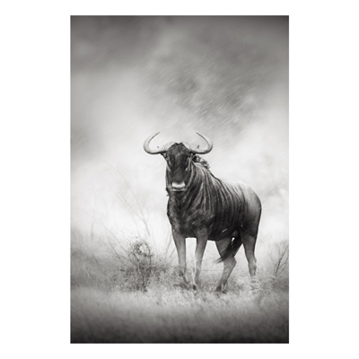Forex Fine Art Print - Wandbild Staring Wildebeest - Hoch 3:2