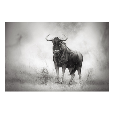 Forex Fine Art Print - Wandbild Staring Wildebeest - Quer 2:3
