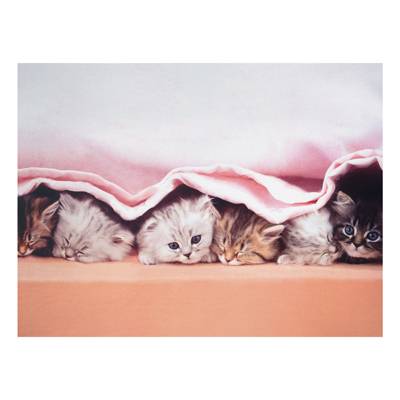 Forex Fine Art Print - Wandbild Sugar-Sweet - Quer 3:4