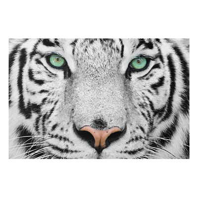 Forex Fine Art Print - Wandbild Weißer Tiger - Quer 2:3
