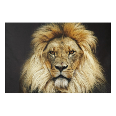 Forex Fine Art Print - Wandbild Wisdom of Lion - Quer 2:3