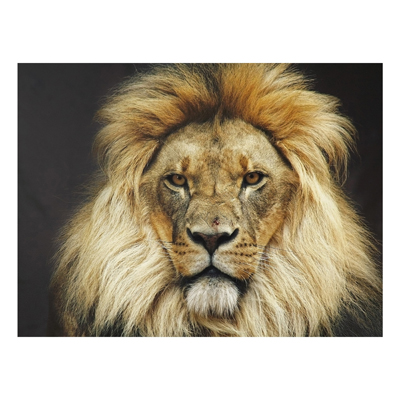 Forex Fine Art Print - Wandbild Wisdom of Lion - Quer 3:4