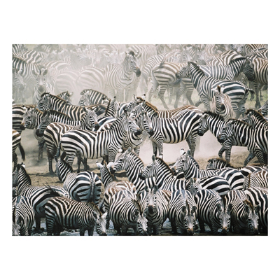 Forex Fine Art Print - Wandbild Zebraherde - Quer 3:4