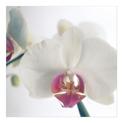 Vliestapete - Blumentapete Trio Of Orchids Trio Teil 2 Fototapete Quadrat