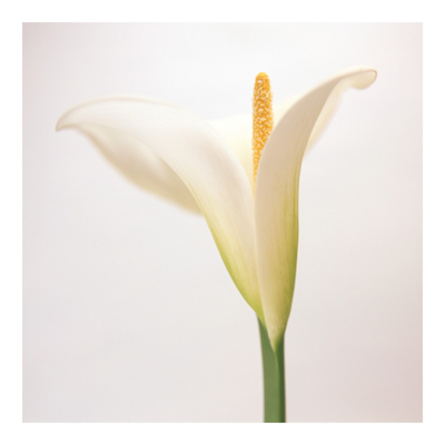 Vliestapete - Blumentapete True Calla Fototapete Quadrat