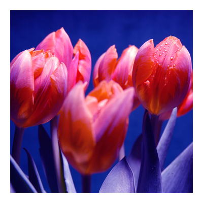 Vliestapete - Blumentapete Tulip Symphony Fototapete Quadrat