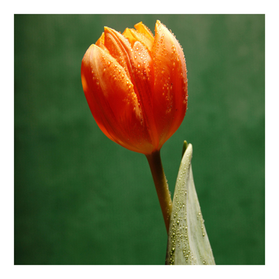 Vliestapete - Blumentapete Ultimate Tulip Fototapete Quadrat