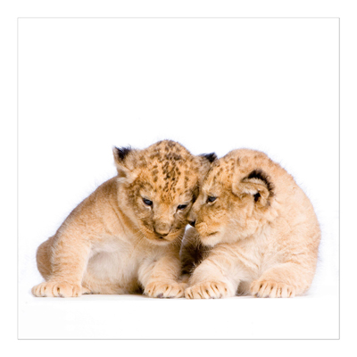 Vliestapete - Two Lion Babys - Fototapete Quadrat