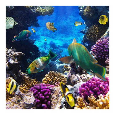 Vliestapete - Underwater Dreams - Fototapete Quadrat