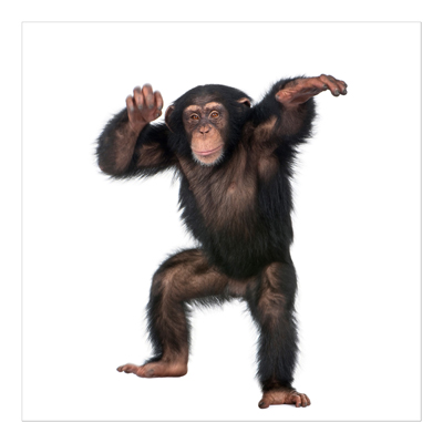 Vliestapete - Vergnügter Affe - Fototapete Quadrat