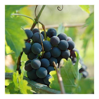 Vliestapete - Vino Bianco No.3 - Fototapete Quadrat