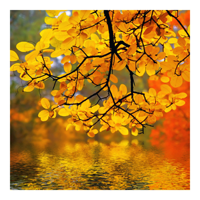 Waldtapete - Vliestapete - Touching the Water - Fototapete Wald Quadrat