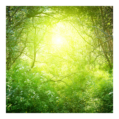 Waldtapete - Vliestapete - Traumzauberwald - Fototapete Wald Quadrat