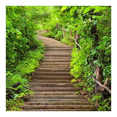 Waldtapete - Vliestapete - Treppenaufstieg im Wald - Fototapete Wald Quadrat